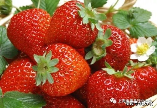 史上最全的各種水果的屬性與功效