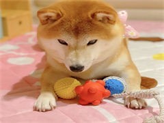 進(jìn)口狗糧出售 寵物食品與用品零售指南