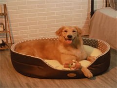 北京寵物食品及用品零售市場(chǎng)分析與前景展望