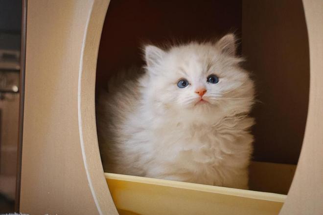 鏟屎官新地標(biāo) 朝云集團(tuán)(6601.HK)線下活動(dòng)引爆寵物愛(ài)好者熱潮